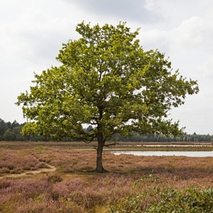 Sawtooth Gobbler Oak Tree